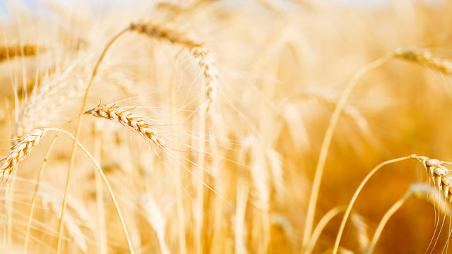 Image of wheat crop on defocused background