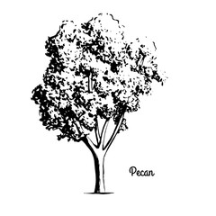 Vector sketch illustration of Pecan tree. Black silhouette of plant isolated on white background. Official state symbol of Texas. Native to Mexico.