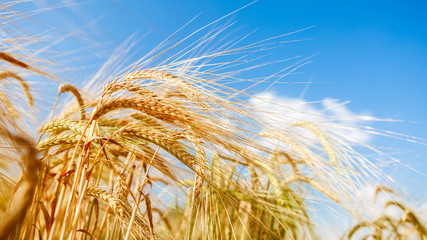 Photo of field with rye