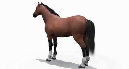 Brown Horse (3D)