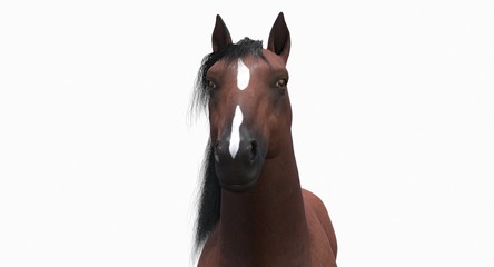 Brown Horse (3D)