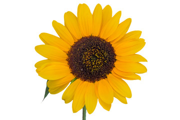Fototapeta premium Sunflower isolated on white background