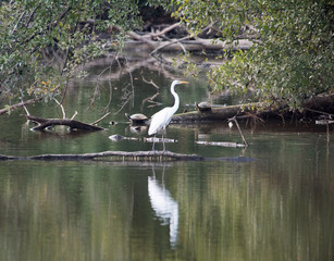 White bird on lake with turtles