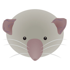 ジャコウネズミ