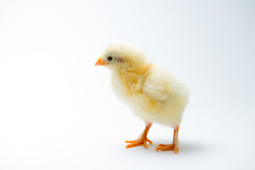 little chick in front of bright background