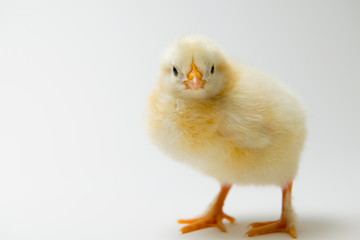 little chick in front of bright background