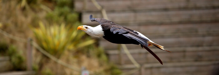 aigle en plein vol