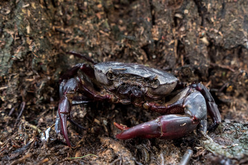 field crab