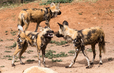 African Wild Dogs growling showing teeth in group of three standing on red dirt