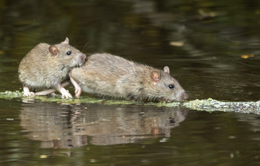 Brown rat