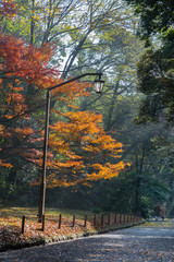 Couple walking on the path in the park in autumn with red maple trees and street lamp