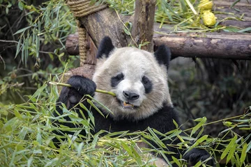 Crédence de cuisine en verre imprimé Panda Giant panda eating bamboo