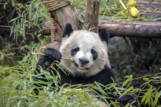 Fototapeta Giant panda eating bamboo