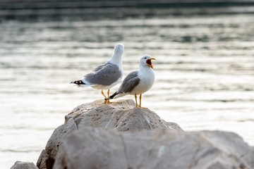 Two seagulls standing on rocks © Sved Oliver