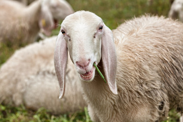 the nose of a sheep with a thread of grass in his mouth