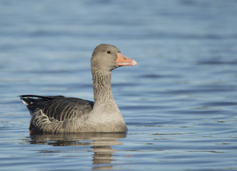 Greylag Goose