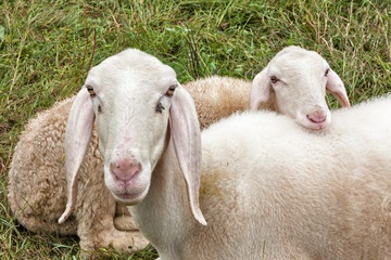 two sheep on the lawn look curious