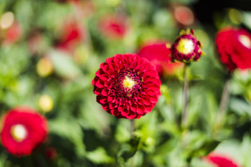 Red dahlia in the summer garden