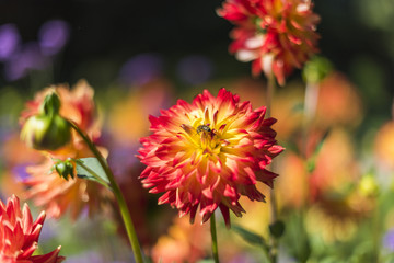 Bee on a red and yellow dahlia