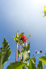 Dahlia to the summer sun