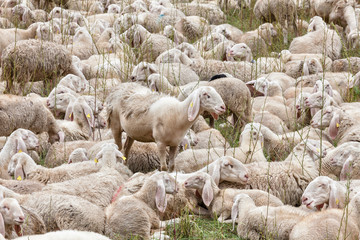 a flock of sheep rest during transhumance