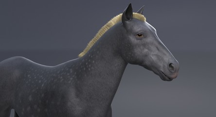 Gray Horse (3D)