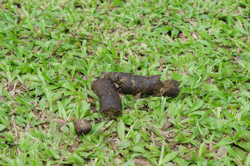 Dog poo on green grass