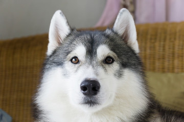 Portrait of Siberain husky dog