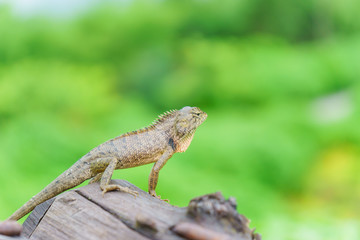 Lizard stand on the wood with nature green background