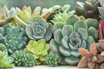 Various Type of Succulent Flowering House Plants Background - Powered by Adobe