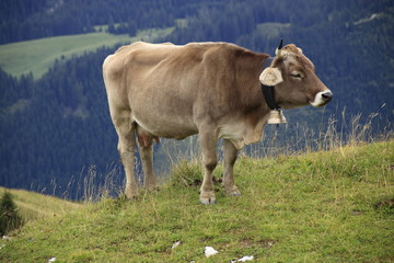 Eine Kuh auf einer Weide im Tannheimer Tal  in Österreich