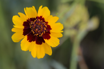 Small flower of arnica with yellow flowers and dark center.