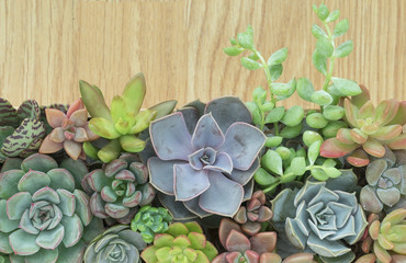 Top view of colorful flowering succulent plants