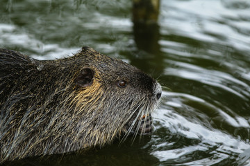 Nutria am Wasser,  Myocastor coypus