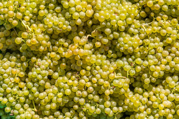 Large amount of grapes after the harvest