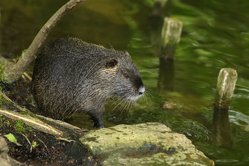 Nutria am Wasser,  Myocastor coypus