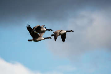 Canada Goose, Goose, Branta Canadensis