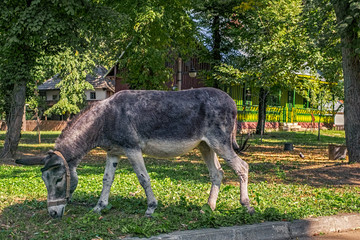 Donkey grazing