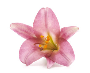 Fototapeta na wymiar Pink lily.