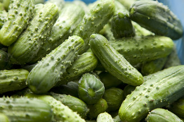 ピクルス用キュウリ