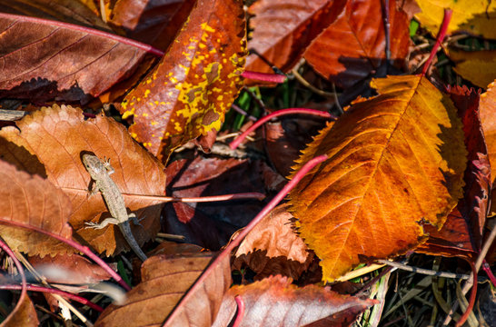 lizard in fallen brown foliage in autumn
