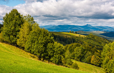 forest on hillside meadow in mountainous area