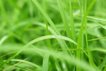 雨上がり