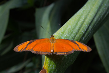 schmetterling, Julia Falter, Dryas Julia