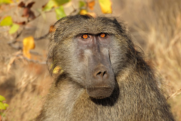 Portrait of a male chacma baboon (Papio ursinus), Kruger National Park, South Africa.