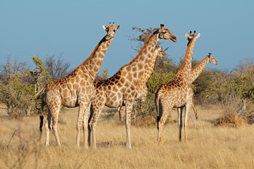 Girafes (Giraffa camelopardalis) dans leur habitat naturel, Etosha National Park, Namibie.