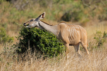 A kudu antelope (Tragelaphus strepsiceros) feeding on a tree, Kruger National Park, South Africa.