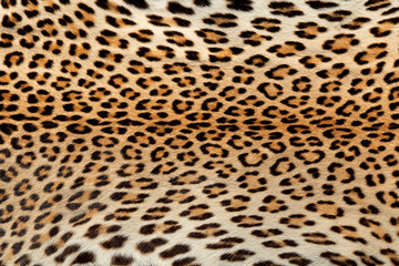 Obraz premium Close-up view of the skin of a leopard (Panthera pardus).