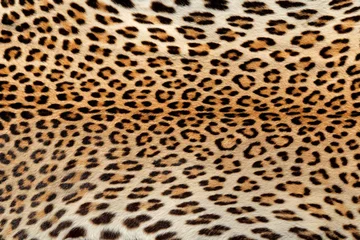 Gordijnen Vergrote weergave van de huid van een luipaard (Panthera pardus). © EcoView