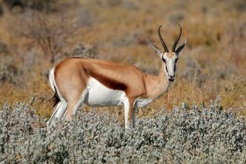 A springbok antelope (Antidorcas marsupialis) in natural habitat, Etosha National Park, Namibia.